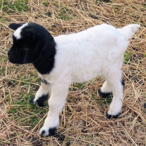 Meet your Posher, Lisa - Picture 10 of 12